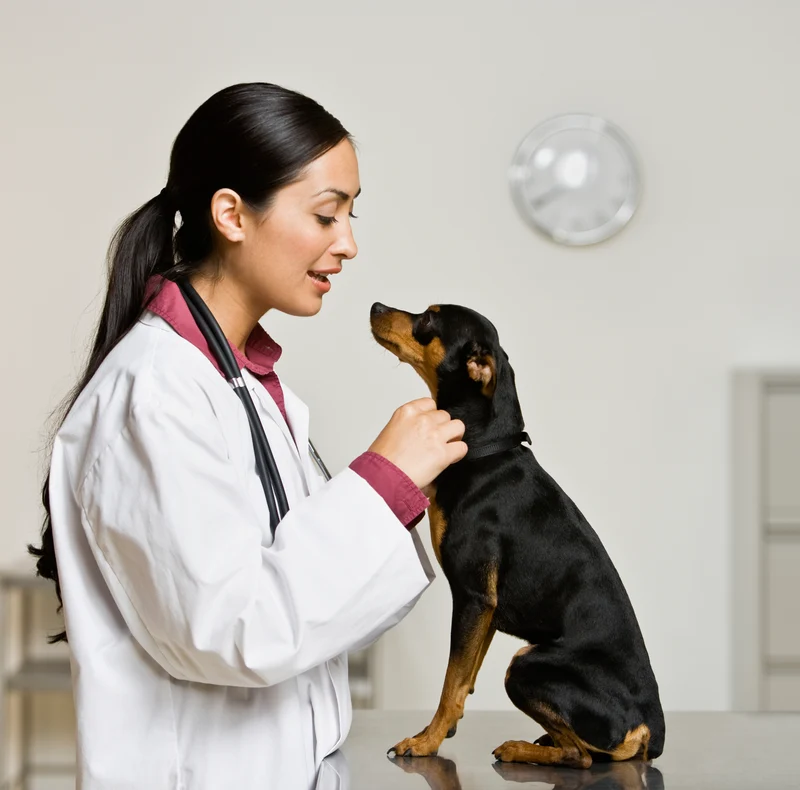 veterinary-medicine-img